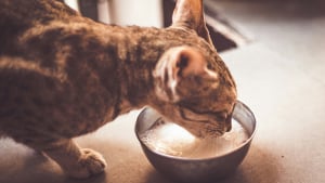 Illustration : "Le lait sans lactose est bon pour la santé du chat adulte, vrai ou faux ?"