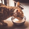 Illustration : Le lait sans lactose est bon pour la sant&eacute; du chat adulte, vrai ou faux ?