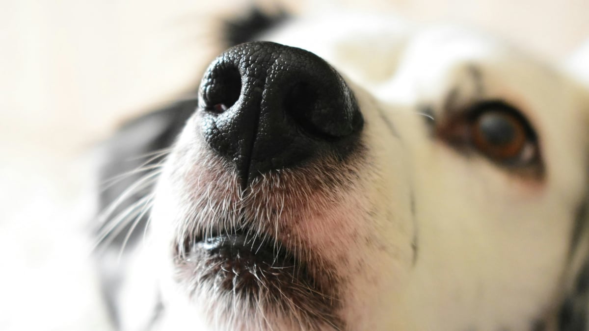 Illustration : "La médecine confirme la capacité des chiens à détecter le cancer de la prostate"