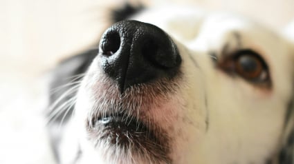 Illustration : La m&eacute;decine confirme la capacit&eacute; des chiens &agrave; d&eacute;tecter le cancer de la prostate