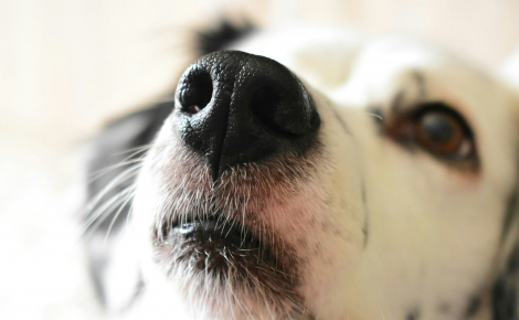 La médecine confirme la capacité des chiens à détecter le cancer de la prostate