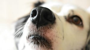 Illustration : "La médecine confirme la capacité des chiens à détecter le cancer de la prostate"