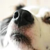 Illustration : La m&eacute;decine confirme la capacit&eacute; des chiens &agrave; d&eacute;tecter le cancer de la prostate