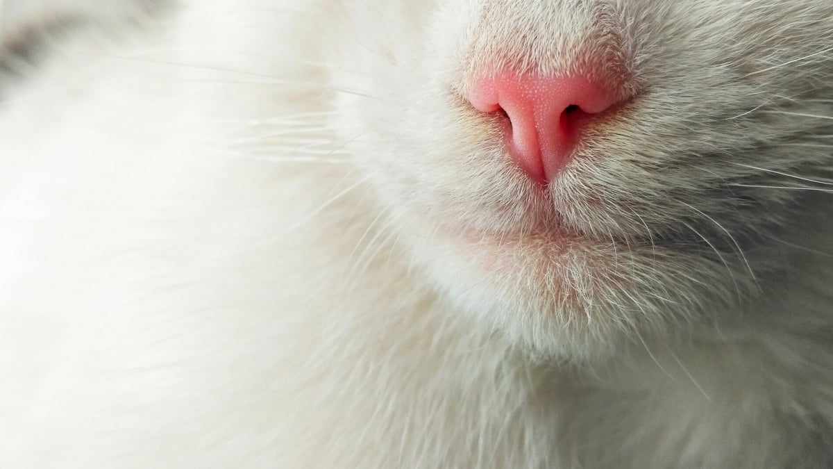 Illustration : "Pourquoi le nez de votre chat devient-il parfois très rose ?"