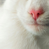 Illustration : Pourquoi le nez de votre chat devient-il parfois tr&egrave;s rose ?