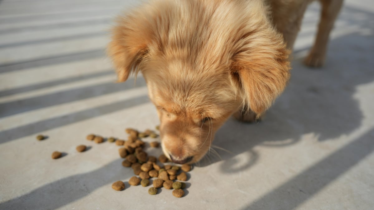 Illustration : "5 problèmes de santé du chien qui pourraient être dus à son alimentation"