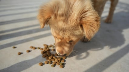 Illustration : 5 probl&egrave;mes de sant&eacute; du chien qui pourraient &ecirc;tre dus &agrave; son alimentation