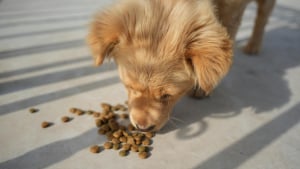 Illustration : 5 probl&egrave;mes de sant&eacute; du chien qui pourraient &ecirc;tre dus &agrave; son alimentation