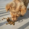 Illustration : 5 probl&egrave;mes de sant&eacute; du chien qui pourraient &ecirc;tre dus &agrave; son alimentation