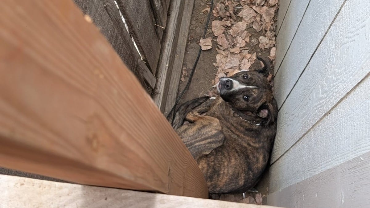 Illustration : "Coincé entre 2 clôtures « comme un petit panini à fourrure », le chien d'une famille est sauvé par une association"