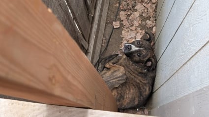 Illustration : Coinc&eacute; entre 2 cl&ocirc;tures &laquo; comme un petit panini &agrave; fourrure &raquo;, le chien d'une famille est sauv&eacute; par une association