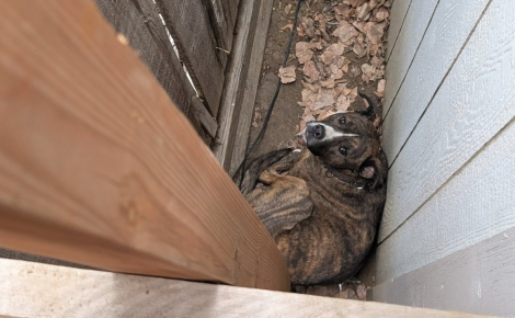 Coincé entre 2 clôtures « comme un petit panini à fourrure », le chien d'une famille est sauvé par une association