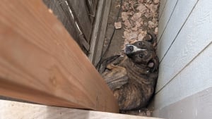 Illustration : "Coincé entre 2 clôtures « comme un petit panini à fourrure », le chien d'une famille est sauvé par une association"