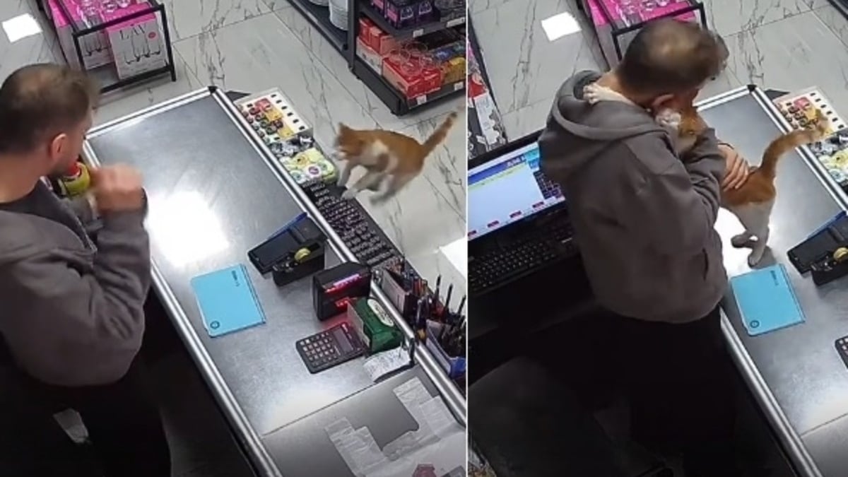 Illustration : "Le rituel tendre et émouvant d'un chat qui saute quotidiennement sur le comptoir pour étreindre le commerçant qui lui a offert l'hospitalité (vidéo)"