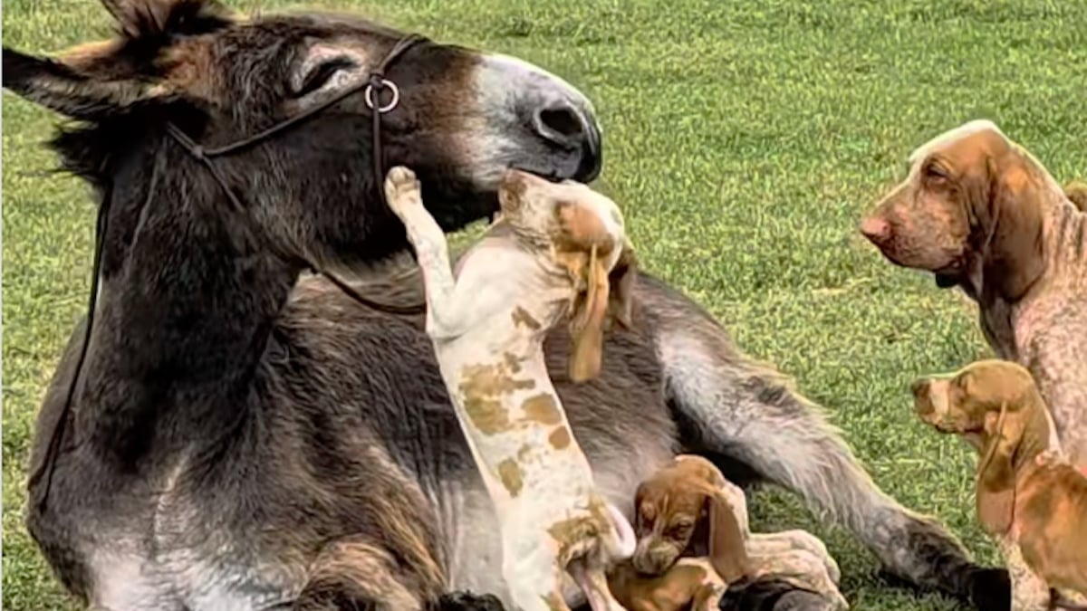 Illustration : "Endeuillée par la perte de son ânon, une ânesse trouve du réconfort auprès d'une portée de chiots (vidéo)"