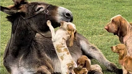 Illustration : Endeuill&eacute;e par la perte de son &acirc;non, une &acirc;nesse trouve du r&eacute;confort aupr&egrave;s d'une port&eacute;e de chiots (vid&eacute;o)