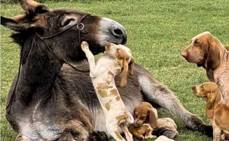 Endeuillée par la perte de son ânon, une ânesse trouve du réconfort auprès d'une portée de chiots (vidéo)