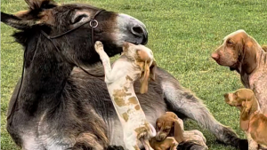 Illustration : Endeuillée par la perte de son ânon, une ânesse trouve du réconfort auprès d'une portée de chiots (vidéo)