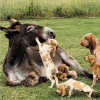 Illustration : Endeuill&eacute;e par la perte de son &acirc;non, une &acirc;nesse trouve du r&eacute;confort aupr&egrave;s d'une port&eacute;e de chiots (vid&eacute;o)