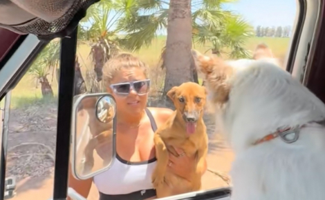 Une femme sauve un chiot resté près du corps sans vie de sa mère et devient sa famille d'accueil (vidéo)