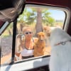 Illustration : Une femme sauve un chiot rest&eacute; pr&egrave;s du corps sans vie de sa m&egrave;re et devient sa famille d'accueil (vid&eacute;o)