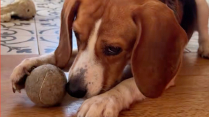 Illustration : Cet ancien Beagle de laboratoire découvre les jouets et apprend à s'amuser avec une balle pour la première fois (vidéo)