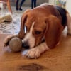 Illustration : Cet ancien Beagle de laboratoire d&eacute;couvre les jouets et apprend &agrave; s'amuser avec une balle pour la premi&egrave;re fois (vid&eacute;o)