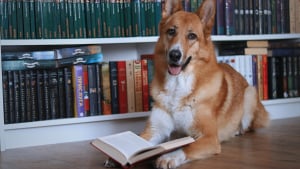 Illustration : Une &eacute;tude r&eacute;v&egrave;le combien de mots votre chien comprend r&eacute;ellement