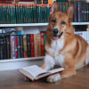 Illustration : Une &eacute;tude r&eacute;v&egrave;le combien de mots votre chien comprend r&eacute;ellement