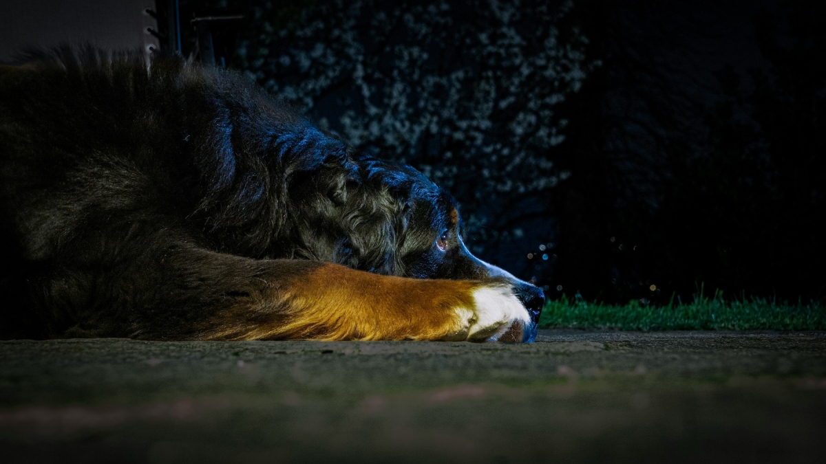 Illustration : "Les chiens voient-ils dans le noir absolu ?"