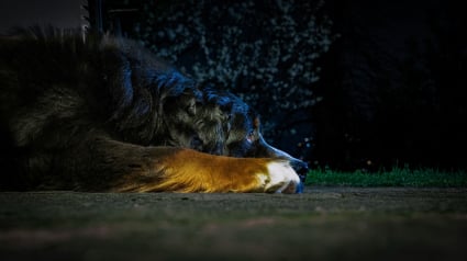 Illustration : Les chiens voient-ils dans le noir absolu ?