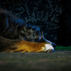 Illustration : Les chiens voient-ils dans le noir absolu ?