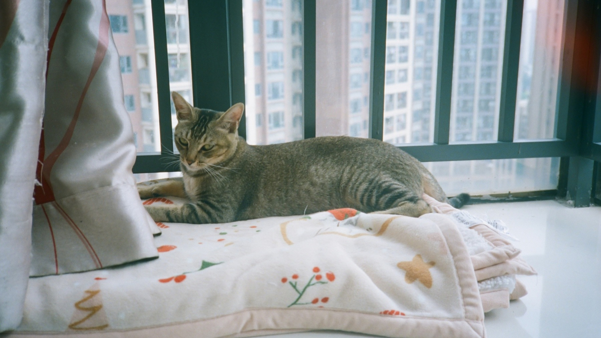 Illustration : "Les chats d'appartement ont-ils besoin de vermifuge ?"