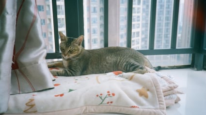 Illustration : Les chats d'appartement ont-ils besoin de vermifuge ?