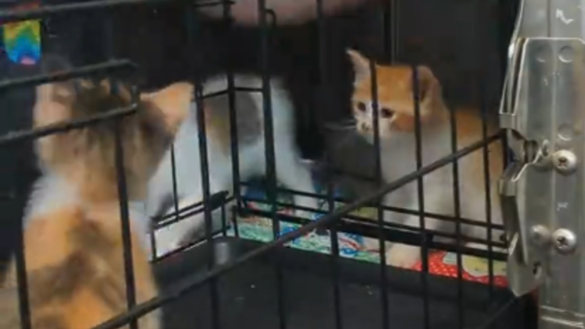 Illustration : "L'épuisant combat d'un bénévole au refuge pour transférer 5 chatons de la caisse au box (vidéo)"