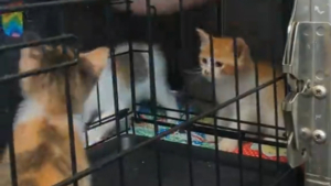 Illustration : L'épuisant combat d'un bénévole au refuge pour transférer 5 chatons de la caisse au box (vidéo)
