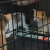 Illustration : L'&eacute;puisant combat d'un b&eacute;n&eacute;vole au refuge pour transf&eacute;rer 5 chatons de la caisse au box (vid&eacute;o)