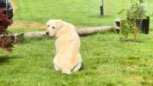 Illustration : Inconsolable après la disparition de son ami chat, ce chien refuse de quitter le jardin jusqu’à son retour (vidéo)