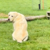Illustration : Inconsolable apr&egrave;s la disparition de son ami chat, ce chien refuse de quitter le jardin jusqu&rsquo;&agrave; son retour (vid&eacute;o)