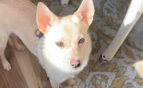Adoptée depuis quelques jours, cette chienne disparaît dans les bois et seule sa famille d’accueil continue de la chercher (vidéo)
