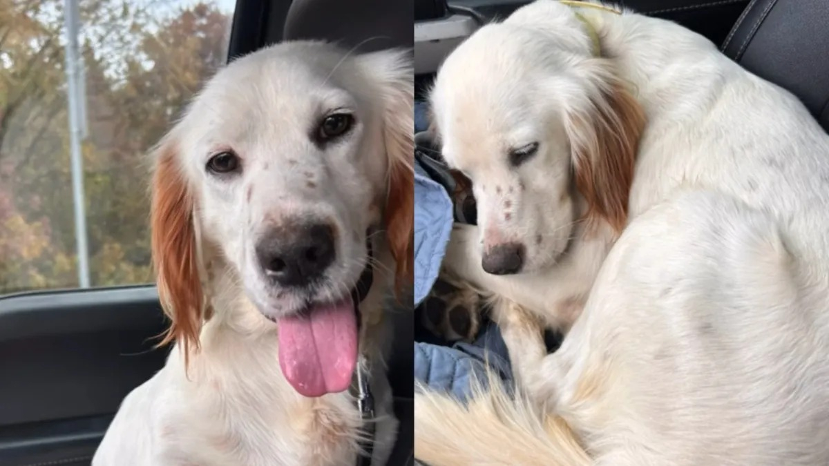 Illustration : "Cette automobiliste sauve en vidéo un malheureux chien épuisé qui suppliait les passants pour survivre"