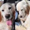 Illustration : Cette automobiliste sauve en vid&eacute;o un malheureux chien &eacute;puis&eacute; qui suppliait les passants pour survivre