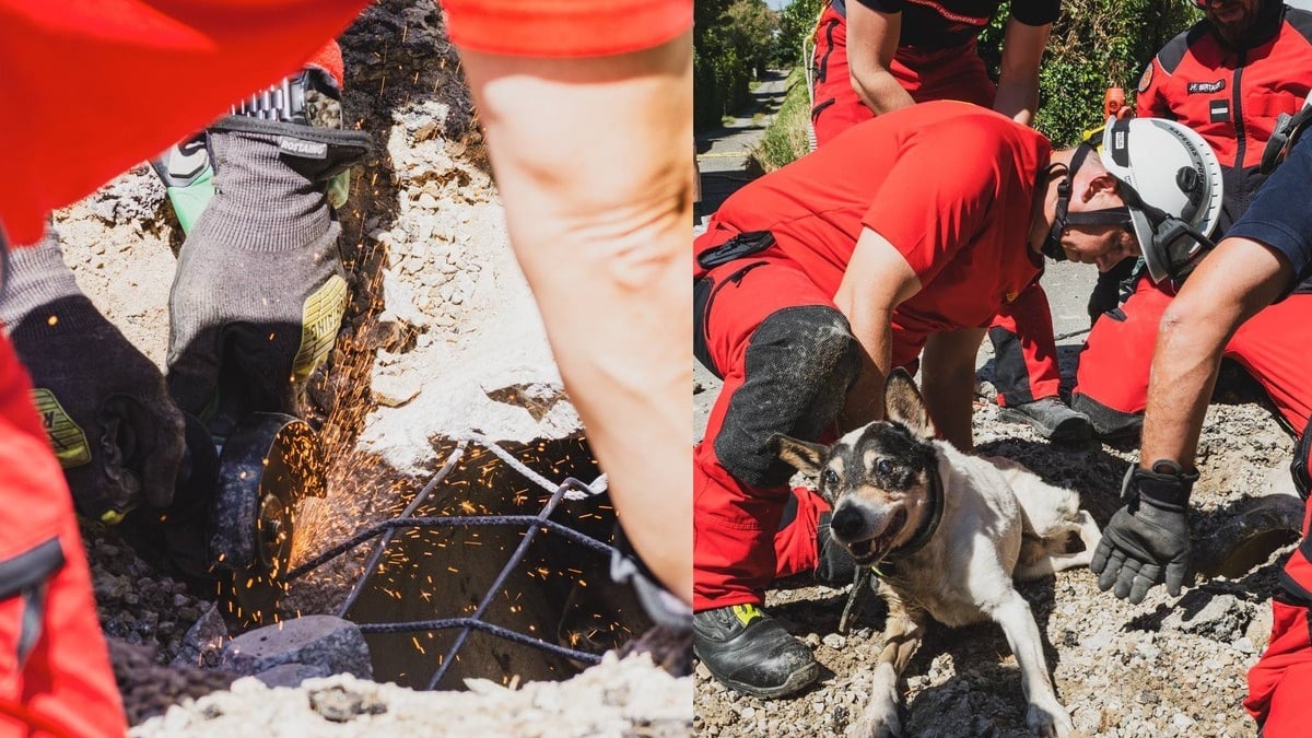 Illustration : "Les pompiers mobilisent une équipe spécialisée et creusent la chaussée pour sauver un chien bloqué dans un conduit sous la route"