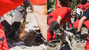 Illustration : "Les pompiers mobilisent une équipe spécialisée et creusent la chaussée pour sauver un chien bloqué dans un conduit sous la route"