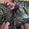 Illustration : Accompagnant ses ma&icirc;tres en vacances, un chat dispara&icirc;t pendant 2 ans avant de refaire surface en r&eacute;clamant &agrave; manger dans un restaurant