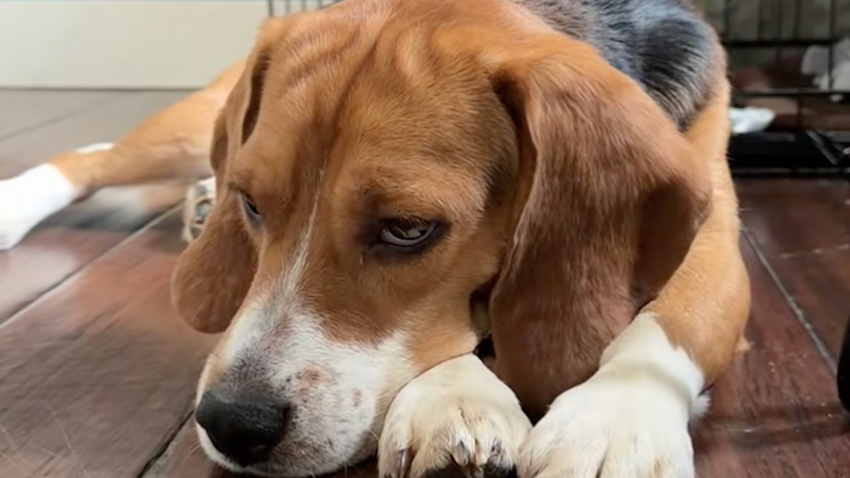 Illustration : "Ce Beagle triste et fuyant change complètement en quelques jours grâce à l’amour de sa famille d'accueil (vidéo)"