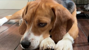 Illustration : Ce Beagle triste et fuyant change complètement en quelques jours grâce à l’amour de sa famille d'accueil (vidéo)