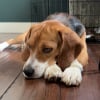 Illustration : Ce Beagle triste et fuyant change compl&egrave;tement en quelques jours gr&acirc;ce &agrave; l&rsquo;amour de sa famille d'accueil (vid&eacute;o)