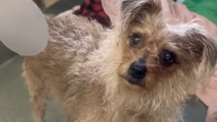 Illustration : Abandonn&eacute; &agrave; 8 ans, ce petit chien triste &agrave; son arriv&eacute;e au refuge retrouve la joie de vivre gr&acirc;ce &agrave; une b&eacute;n&eacute;vole (vid&eacute;o)