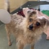 Illustration : Abandonn&eacute; &agrave; 8 ans, ce petit chien triste &agrave; son arriv&eacute;e au refuge retrouve la joie de vivre gr&acirc;ce &agrave; une b&eacute;n&eacute;vole (vid&eacute;o)